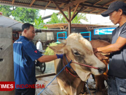 Efektif Tangani PMK, Banyuwangi Rutin Desinfektan dan Vaksinasi Ternak – TIMES Banyuwangi