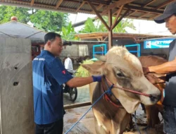 Tekan PMK, Banyuwangi Aktif Lakukan Vaksinasi dan Penyemprotan Desinfektan