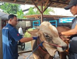 Tekan Penyebaran PMK, Banyuwangi Intensifkan Desinfeksi dan Vaksinasi pada Ternak – Tribunjatim.com