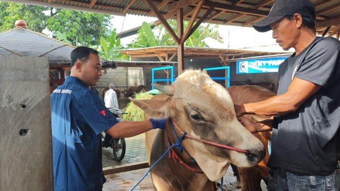 tekan-penyebaran-pmk,-banyuwangi-intensifkan-desinfeksi-dan-vaksinasi-pada-ternak-–-tribunjatim.com