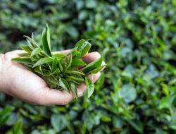 Meski Kaya Manfaat, Teh Hijau Juga Menyimpan Bahaya Lho – TIMES Banyuwangi