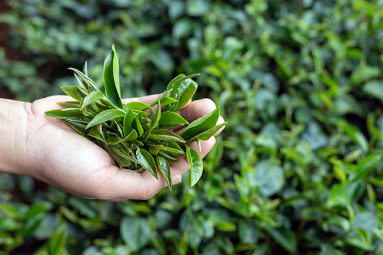 meski-kaya-manfaat,-teh-hijau-juga-menyimpan-bahaya-lho-–-times-banyuwangi
