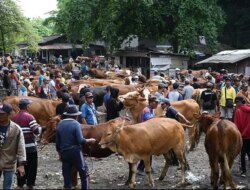 Sebaran Penyakit PMK Meluas, Harga Sapi di Banyuwangi Anjlok – Radar Banyuwangi