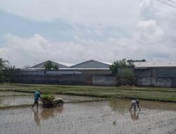 Stok Air Melimpah, Petani di Banyuwangi Mulai Menanam Padi – Radar Banyuwangi
