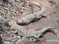 Lima Buaya di Pulau Bulan Batam Lepas dari Penangkaran, Baru Dua yang Tertangkap – TIMES Banyuwangi