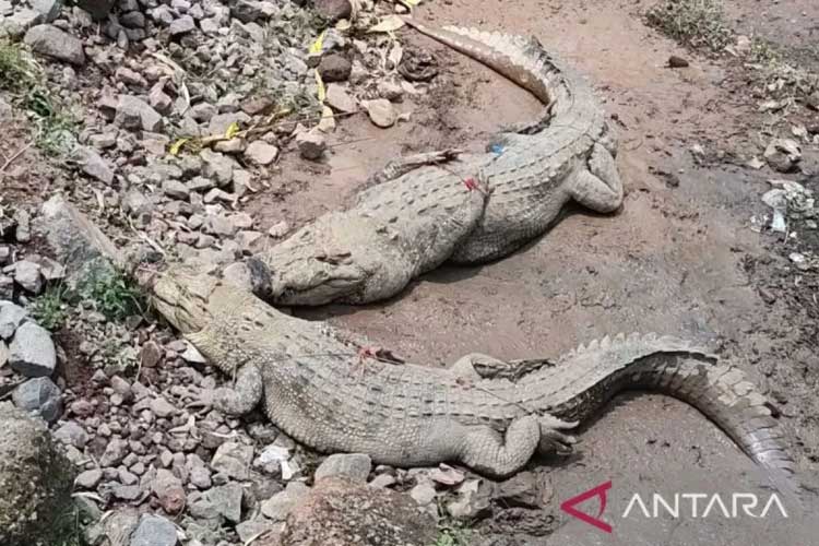 lima-buaya-di-pulau-bulan-batam-lepas-dari-penangkaran,-baru-dua-yang-tertangkap-–-times-banyuwangi