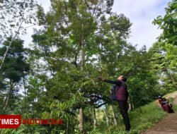 Gagal Panen, Petani Durian di Pacitan Merugi Akibat Cuaca Ekstrem – TIMES Banyuwangi