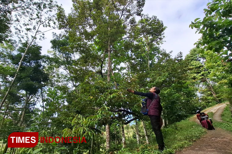 gagal-panen,-petani-durian-di-pacitan-merugi-akibat-cuaca-ekstrem-–-times-banyuwangi