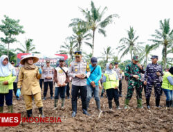 Program Ketahanan Pangan Nasional, Banyuwangi Siapkan 650 Hektare Lahan – TIMES Banyuwangi
