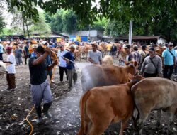 Cegah Penyakit Mulut dan Kuku alias PMK, Disinfeksi Kandang Bisa Pakai Sitrun