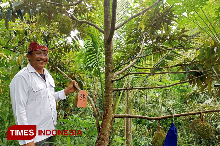 ternyata-ini-rahasia-mengapa-durian-di-banyuwangi-berkualitas-tinggi-–-times-banyuwangi