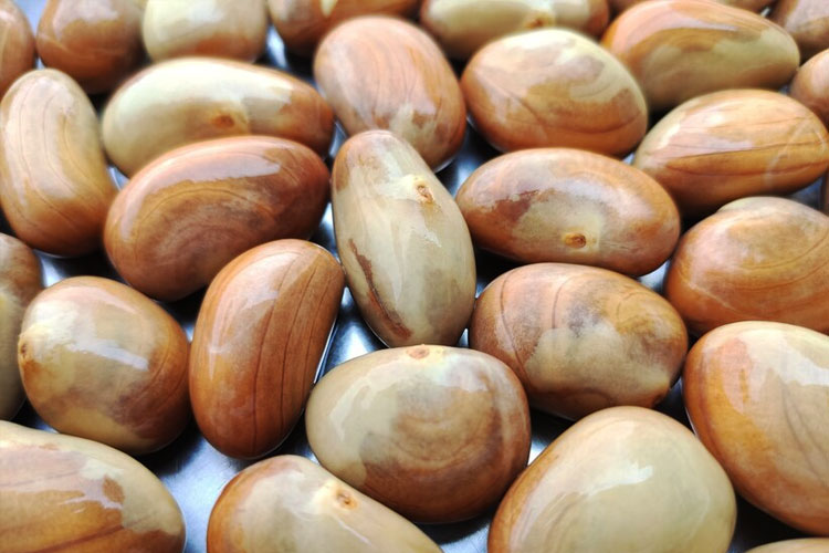 membedah-kekuatan-‘beton’,-yuk-kenali-manfaat-biji-nangka-untuk-kesehatan-–-times-banyuwangi