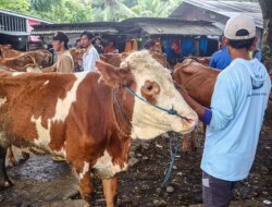 Virus PMK Masih Merebak di Banyuwangi, Pasar Hewan Glenmore Sepi Hewan Ternak