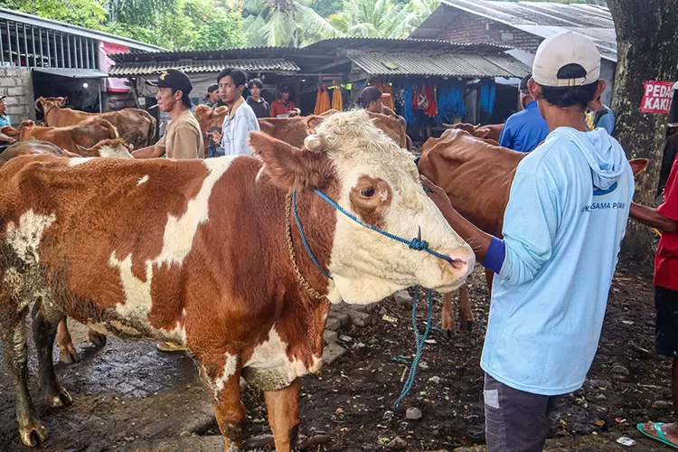 virus-pmk-masih-merebak-di-banyuwangi,-pasar-hewan-glenmore-sepi-hewan-ternak