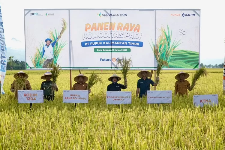 agrosolution-pupuk-kaltim-di-bone-bolango-gorontalo-capai-produktivitas-7,8-ton-per-hektare