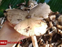 Musim Hujan, Saatnya Warga Banyuwangi Berburu Jamur Liar – TIMES Banyuwangi