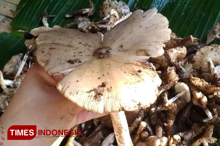 musim-hujan,-saatnya-warga-banyuwangi-berburu-jamur-liar-–-times-banyuwangi
