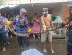 Awas! Potensi Ular Masuk Rumah Saat Musim Hujan di Banyuwangi – TIMES Banyuwangi