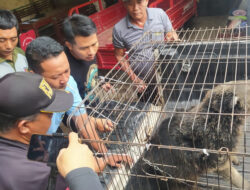 Damkarmat Banyuwangi Lebih Sibuk Evakuasi Hewan Ketimbang Padamkan Kebakaran – TIMES Banyuwangi