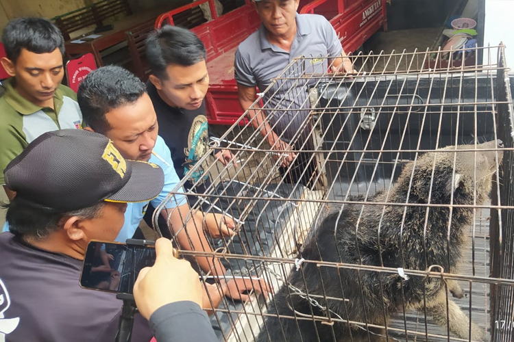 damkarmat-banyuwangi-lebih-sibuk-evakuasi-hewan-ketimbang-padamkan-kebakaran-–-times-banyuwangi