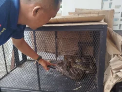 Musim Hujan, Damkarmat Banyuwangi Imbau Warga Waspada Ular Masuk di Permukiman