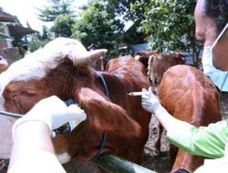 Sebanyak 21.000 Dosis Vaksin PMK Siap Didistribusikan di Banyuwangi – TIMES Banyuwangi