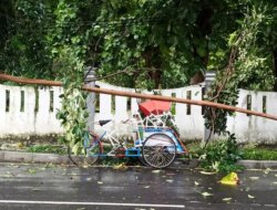 Angin Kencang, Tukang Becak Nyaris Tertimpa Pohon Saat Mangkal di Dekat Kantor Bupati Banyuwangi