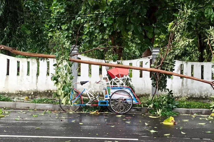 angin-kencang,-tukang-becak-nyaris-tertimpa-pohon-saat-mangkal-di-dekat-kantor-bupati-banyuwangi
