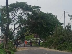 19 Pohon Tumbang di Jalan Menuju Bandara Banyuwangi. Ini Penyebabnya – Radar Banyuwangi