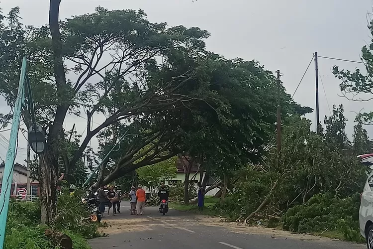 19-pohon-tumbang-di-jalan-menuju-bandara-banyuwangi.-ini-penyebabnya-–-radar-banyuwangi