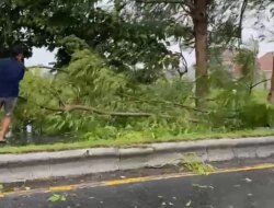 Angin Menggila, Pohon Bertumbangan Bikin Jalan Brawijaya Banyuwangi Macet Parah