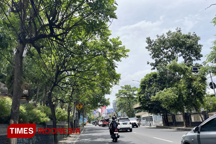 kota-malang-dilanda-cuaca-ekstrem,-waspada-pohon-tumbang-di-15-titik-rawan-ini-–-times-banyuwangi