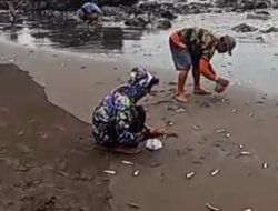 Ribuan Ikan Lemuru Terdampar di Pantai Grajagan Banyuwangi, Ini Penjelasannya – TIMES Banyuwangi