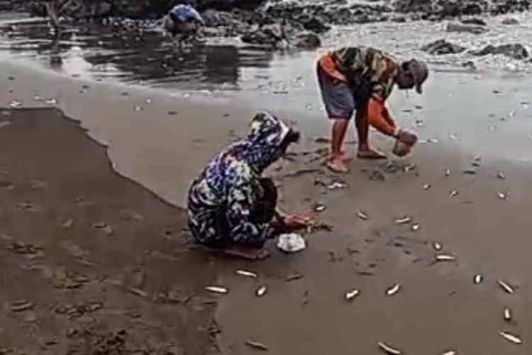 ribuan-ikan-lemuru-terdampar-di-pantai-grajagan-banyuwangi,-ini-penjelasannya-–-times-banyuwangi