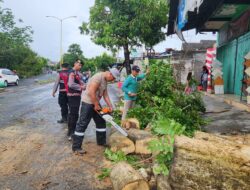Polresta Banyuwangi dan Instansi Terkait Sigap Tangani Pohon Tumbang Akibat Angin Kencang