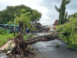 Dampak Angin Kencang di Banyuwangi, 76 Rumah Rusak, Kerugian Material Rp 364 Juta