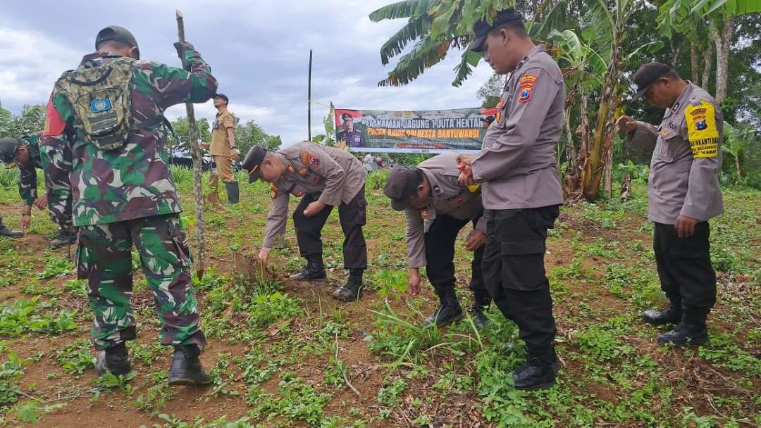 jajaran-polsek-di-banyuwangi-tanam-jagung-serentak-di-ratusan-hektar-lahan