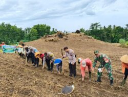 Wujudkan Asta Cita, Polsek Jajaran Polresta Banyuwangi Tanam Jagung Serentak