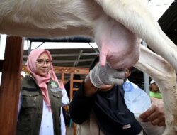 4 Kecamatan di Banyuwangi Ini Mampu Produksi Susu Kambing 4.000 Liter Per Hari