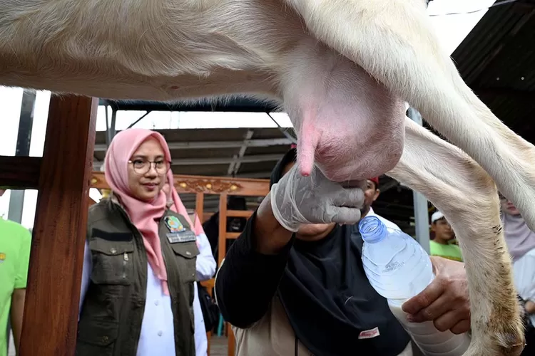 4-kecamatan-di-banyuwangi-ini-mampu-produksi-susu-kambing-4.000-liter-per-hari