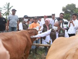 Cegah Penyakit Mulut dan Kuku, Banyuwangi Kembali Vaksin Puluhan Ribu Sapi Ternak