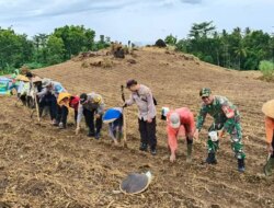 Dukung Ketahanan Pangan, Polresta Banyuwangi Gandeng TNI Tanam Jagung Serentak
