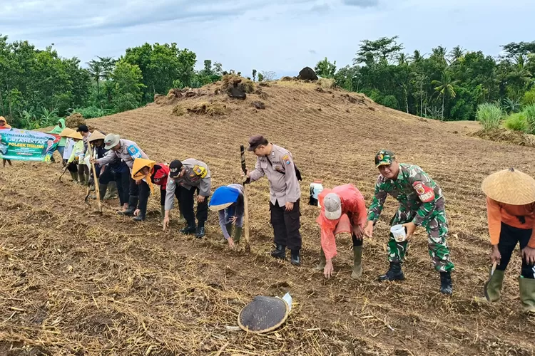 dukung-ketahanan-pangan,-polresta-banyuwangi-gandeng-tni-tanam-jagung-serentak
