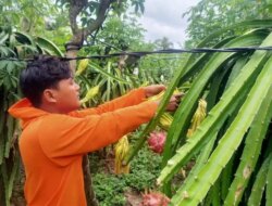 Musim Panen Harga Buah Naga Anjlok, Petani di Tegaldlimo Banyuwangi Ketar-Ketir – Radar Banyuwangi