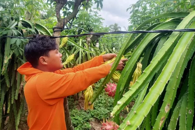 musim-panen-harga-buah-naga-anjlok,-petani-di-tegaldlimo-banyuwangi-ketar-ketir-–-radar-banyuwangi