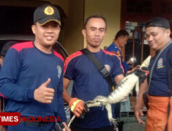 Biawak Masuk Rumah Saat Banjir? Ini Tips dari Damkarmat Banyuwangi – TIMES Banyuwangi