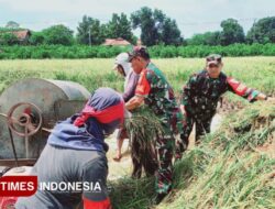 Sukseskan Swasembada Pangan di Majalengka, Koramil 1712 Jatiwangi Bantu Petani – TIMES Banyuwangi