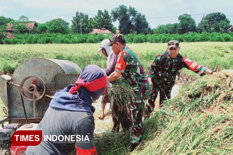 sukseskan-swasembada-pangan-di-majalengka,-koramil-1712-jatiwangi-bantu-petani-–-times-banyuwangi