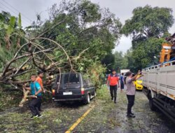 Pohon Ambruk Timpa Mobil, Jalan Raya Banyuwangi-Jember Macet 1 Kilometer – Radar Banyuwangi