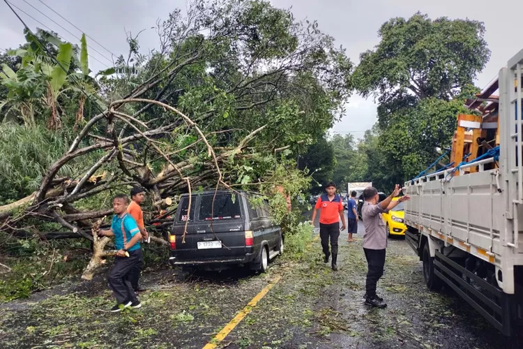 pohon-ambruk-timpa-mobil,-jalan-raya-banyuwangi-jember-macet-1-kilometer-–-radar-banyuwangi